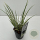 Acorus gramineus 'Argenteostriatus' 25-30 cm C1 vierkant
