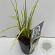 Acorus gramineus 'Ogon' 25-30 cm C1 vierkant