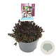 Ajuga reptans 'Chocolate Chips' GM C5