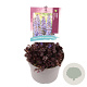 Ajuga reptans Black Scallop GM 2,0L
