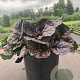 Ajuga reptans Black Scallop GM 2,0L