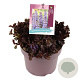 Ajuga reptans Black Scallop GM C5