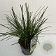 Carex brunnea 'Camara' 45-50 cm 2,0L vierkant