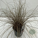 Carex comans 'Bronze Form' 35-40 cm 2,0L vierkant