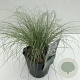 Carex comans 'Frosted Curls' 35-40 cm 2,0L vierkant