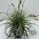 Carex Feather Falls 45-50 cm 5,0L vierkant