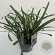 Carex laxiculmis 'Bunny Blue' 40-45 cm 2,0L vierkant