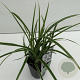 Carex morrowii 'Ice Dance' 25-30 cm C1 vierkant