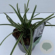 Carex morrowii 'Ice Dance' 35-40 cm 2,0L vierkant