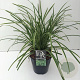 Carex morrowii 'Ice Dance' 45-50 cm 5,0L vierkant