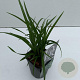 Carex morrowii 'Irish Green' 25-30 cm C1 vierkant