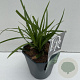Carex morrowii 'Irish Green' 35-40 cm 2,0L vierkant