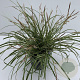 Carex oshim. Evercolor Evercream 35-40 cm 2,0L vierkant