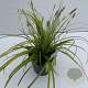 Carex oshim. Evercolor Everillo 35-40 cm 2,0L vierkant