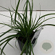 Carex oshim. Evercolor Everlime 25-30 cm C1 vierkant