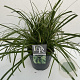 Carex oshim. Evercolor Everlime 40-45 cm 5,0L vierkant
