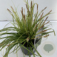 Carex oshim. Evercolor Eversheen 35-40 cm 2,0L vierkant