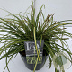 Carex oshim. Evercolor Eversheen 40-45 cm 5,0L vierkant