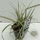 Carex oshim. 'Evergold' 25-30 cm C1 vierkant