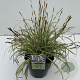 Carex oshim. 'Evergold' 45-50 cm 5,0L vierkant