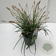 Carex oshim. 'Evergreen' 35-40 cm 2,0L vierkant