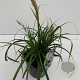 Carex Ribbon Falls 35-40 cm 2,0L vierkant