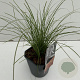 Carex testacea 'Prairie Fire' 35-40 cm 2,0L vierkant