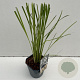 Cortaderia selloana 35-40 cm 2,0L vierkant