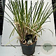 Cortaderia selloana 35-40 cm 10L