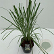 Cortaderia selloana 60-65 cm 5,0L vierkant
