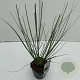 Cortaderia s. Minipampas 35-40 cm 2,0L vierkant