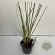 Cortaderia s. Minisilverpampas 35-40 cm 2,0L vierkant