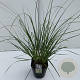 Cortaderia s. 'Pumila' 60-65 cm 5,0L vierkant
