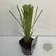 Cortaderia s. 'Rosea' 35-40 cm 2,0L vierkant