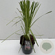 Cortaderia s. 'Rosea' 60-65 cm 5,0L vierkant