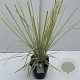 Cortaderia s. 'Splendid Star' 60-65 cm 5,0L vierkant