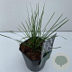 Deschampsia cesp. 'Goldtau' 35-40 HA 2,0L vierkant