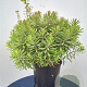 Euphorbia 'Ascot Rainbow' 25-30 cm 5,0L