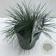 Festuca glauca 'Elijah Blue' 25-30 cm 2,0L vierkant