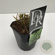 Hakonechloa macra 25-30 cm 2,0L vierkant