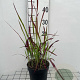 Imperata "Red Baron" GM 2,0L