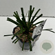 Liriope muscari 'Monroe White' 35-40 cm 2,0L vierkant