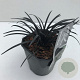 Ophiopogon plan. 'Niger' 25-30 cm 2,0L vierkant
