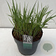 Panicum virgatum 'Prairie Sky' 35-40 cm 10L