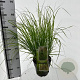 Pennisetum al. 'Redhead' 25-30 cm 3,0L