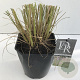 Pennisetum al. 'Redhead' 25-30 cm 5,0L vierkant
