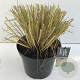 Pennisetum al. 'Redhead' 35-40 cm 10L