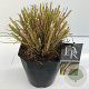 Pennisetum alopecuroides viridesc. 25-30 cm 5,0L vierkant