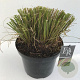 Pennisetum alopecuroides viridesc. 35-40 cm 10L