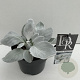 Senecio candicans Angel Wings 35-40 cm 2,0L